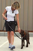 Dog training Newcastle NSW