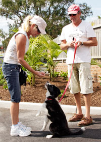 Good Dog Manners classes