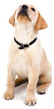 Lab puppy